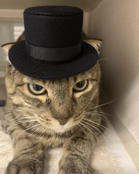 cat_with_hat